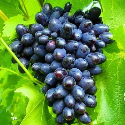 Саджанець винограду столового "Кодрянка" (ранній термін дозрівання) 839 фото
