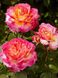 Саджанець троянди Поульсен Gorgeous (Чудова)(закритий корінь) 791 фото 1