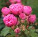 Саджанець троянди піоновидної "Пінк Піано" (закритий корінь) 1545 фото 1
