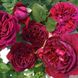 Саджанець англійської троянди Фальстаф (Falstaff)(закритий корінь) 564 фото 1