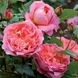 Саджанець англійської троянди Строберри Хілл (Strawberry Hill)(закритий корінь) 614 фото 1