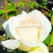 Саджанець троянди Поульсен Helena Renaissance (Хелена Ренесанс)(закритий корінь) 792 фото 1