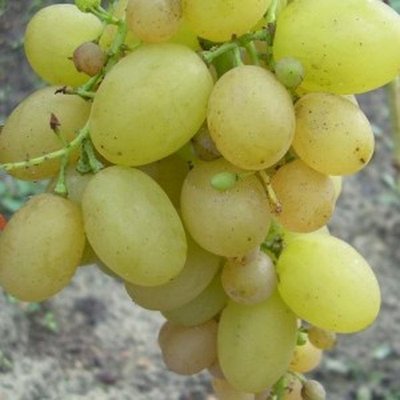 Саджанець винограду столового "Мускат жемчужний" ( ранній термін дозрівання ) 841 фото