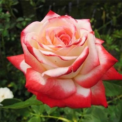 Саджанець троянди чайно-гібридної (садової) Імператриця Фарах (Imperatrice Farah)(закритий корінь) 515 фото