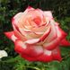 Саджанець троянди чайно-гібридної (садової) Імператриця Фарах (Imperatrice Farah)(закритий корінь) 515 фото 1