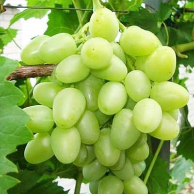 Саджанець винограду столового "Аркадія" (ранній термін дозрівання, один з кращих сортів в Україні) 843 фото