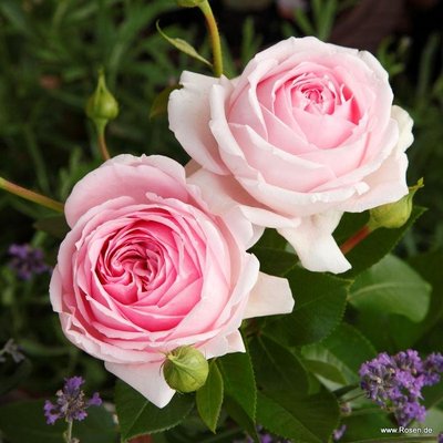 Саджанець англійської троянди Велленшпіль (Wellenspiel)(закритий корінь) 567 фото