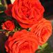 Саджанець троянди Поульсен Jive (Джайв)(закритий корінь) 795 фото 1