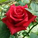 Саджанець троянди чайно-гібридної (садової) Кардинал (Kardinal)(закритий корінь) 517 фото 1