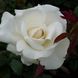 Саджанець троянди Поульсен Karen Blixen (Карен Бліксен)(закритий корінь) 796 фото 1