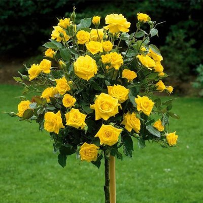 Роза штамбова Landora 1558 фото