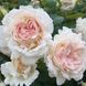 Саджанець англійської троянди Себастьян Кнейп (Sebastian Kneipp)(закритий корінь) 569 фото 1