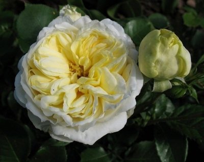 Саджанець троянди Поульсен Kronprinsesse Mary (Кронпринцеса Марі)(закритий корінь) 798 фото