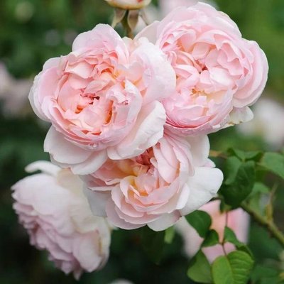 Саджанець англійської троянди Шаріфа Асма (Sharifa Asma)(закритий корінь) 570 фото