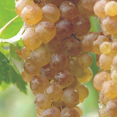 Саджанець винограду винного "Ркацетелі" ( середній термін дозрівання ) 846 фото