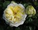 Саджанець троянди Поульсен Kronprinsesse Mary (Кронпринцеса Марі)(закритий корінь) 798 фото 1