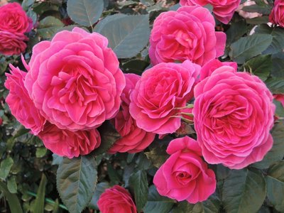 Саджанець троянди Поульсен Lea Renaissance (Леа Ренесанс)(закритий корінь) 799 фото