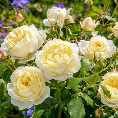 Саджанець англійської троянди Ванесса Белл (Vanessa Bell)(закритий корінь) 571 фото