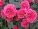 Саджанець троянди Поульсен Lea Renaissance (Леа Ренесанс)(закритий корінь) 799 фото 1