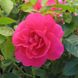 Саджанець англійської троянди Фелікс Леклерк (Felix Leclerc)(закритий корінь) 621 фото 1