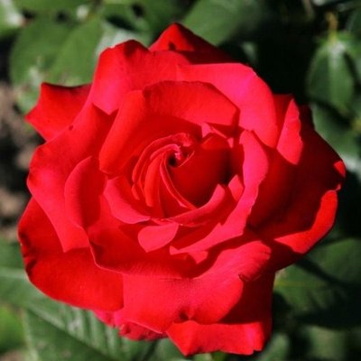 Саджанець плетистої троянди Гранд Аморе (Grande Amore)(закритий корінь) 654 фото