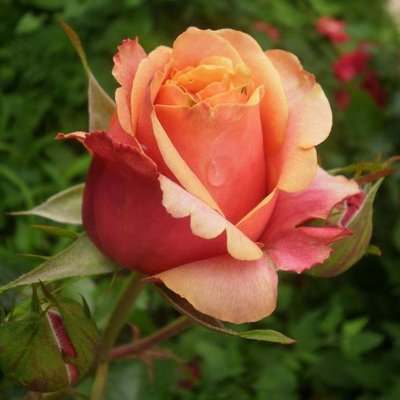 Саджанець троянди чайно-гібридної (садової) Черрі Бренді (Cherry Brendy)(закритий корінь) 554 фото