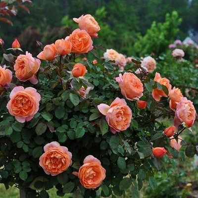 Саджанець англійської троянди Леді Емма Гамільтон (Lady Emma Hamilton)(закритий корінь) 604 фото