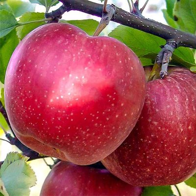 Саджанець яблуні "Фуджі" (зимовий сорт, пізній термін дозрівання) 939 фото