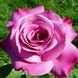Саджанець троянди Поульсен Blues (Блюз)(закритий корінь) 782 фото 1