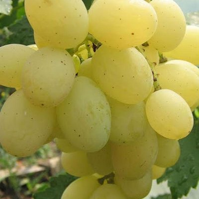Саджанець винограду Кишмиш "Кеша" ( ранньо-середній термін дозрівання ) 848 фото