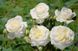 Саджанець троянди Поульсен Ledreborg (Ледреборг)(закритий корінь) 800 фото 1