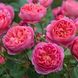 Саджанець англійської троянди Боскобель (Boscobel)(закритий корінь) 572 фото 1