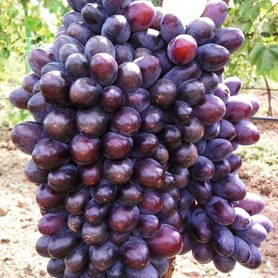 Саджанець винограду Кишмиш "Юпітер" ( ранній термін дозріванння ) 849 фото