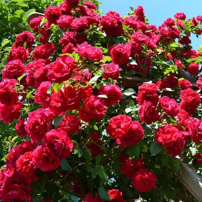 Саджанець плетистої троянди Пароле (Parole)(закритий корінь) 674 фото