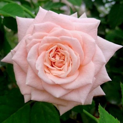 Саджанець троянди Поульсен Majestic (Маджестік)(закритий корінь) 802 фото