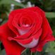 Саджанець троянди чайно-гібридної (садової) Латин Леді (Latin Lady)(закритий корінь) 523 фото 1