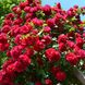 Саджанець плетистої троянди Пароле (Parole)(закритий корінь) 674 фото 1