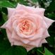 Саджанець троянди Поульсен Majestic (Маджестік)(закритий корінь) 802 фото 1