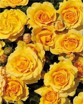 Саджанець троянди Поульсен Malbork (Мальборк)(закритий корінь) 803 фото