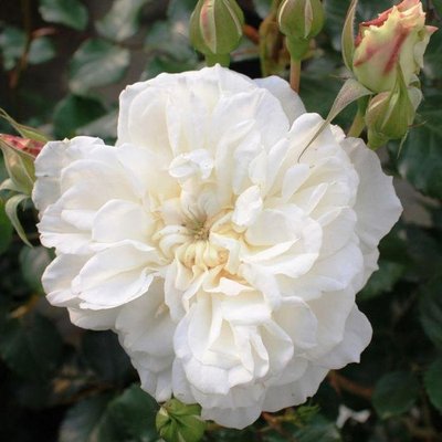 Саджанець плетистої троянди Петтікоут (Petticoat)(закритий корінь) 675 фото