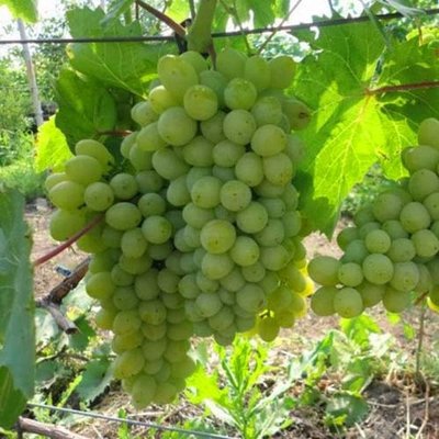 Саджанець винограду Кишмиш "Хімрод" (середньо-ранній термін дозрівання) 851 фото