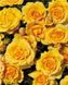 Саджанець троянди Поульсен Malbork (Мальборк)(закритий корінь) 803 фото 1
