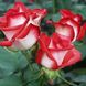 Саджанець троянди чайно-гібридної (садової) Латин Реді (Latin Rady)(закритий корінь) 524 фото 1