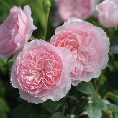 Саджанець англійської троянди Віслі 2008 (Wisley 2008)(закритий корінь) 576 фото