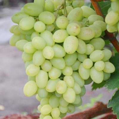 Саджанець винограду Кишмиш "Бриз" ( ранньо-средній термін дозрівання ) 852 фото