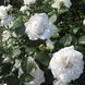 Саджанець троянди Ропару Annapurna (Аннапурна)(закритий корінь) 699 фото 1