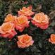 Саджанець троянди Поульсен Mama Mia (Мама Мія)(закритий корінь) 804 фото 1