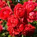 Саджанець плетистої троянди Пол Скарлет (Paul's Scarlet Climber)(закритий корінь) 676 фото 1