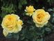 Саджанець троянди Поульсен Marseliesborg (Марселісборг)(закритий корінь) 805 фото 1