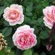 Саджанець англійської троянди Гернсей (Guernsey)(закритий корінь) 577 фото 1